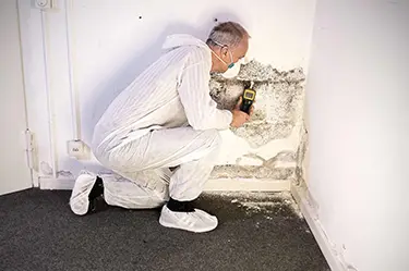 Schimmenentfernung IMG WEB